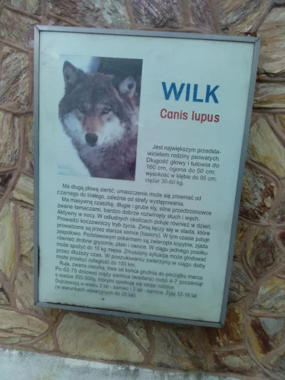 Wulfi - Zrobiłem zdjęcie tablicy informacyjnej Wilka z ZOO we Wrocławiu, niestety wil...
