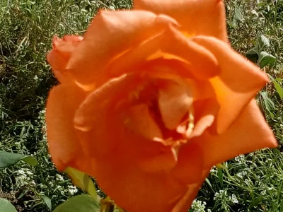 laaalaaa - Róża 57/100 
#mojeroze #ogrodnictwo #chwalesie #mojezdjecie