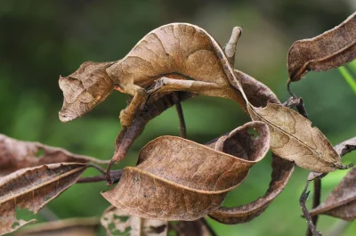 G.....a - > Uroplatus phantasticus



@Katorz: Nieźle się maskuje: