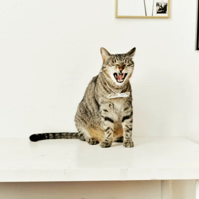 rabelka - Sobota dzień kota
.
#kotek #koty #kitku #heheszki #smiesznekotki #adoptdo...