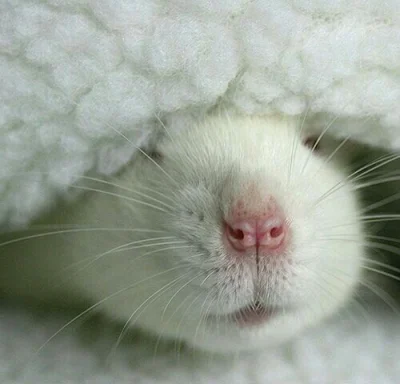 purrbea - Dzień dobry, można dalej spać ;)

#codziennyszczurek #zwierzaczki