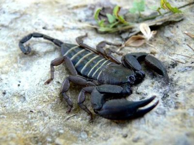 DuchBieluch - Skorpion skalny (Hadogenes paucidens) – gatunek skorpiona występujący w...