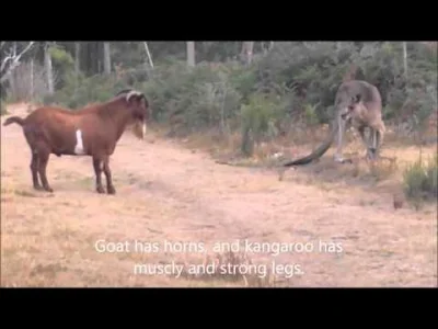 starnak - Kangur walczy z niecodziennym partnerem