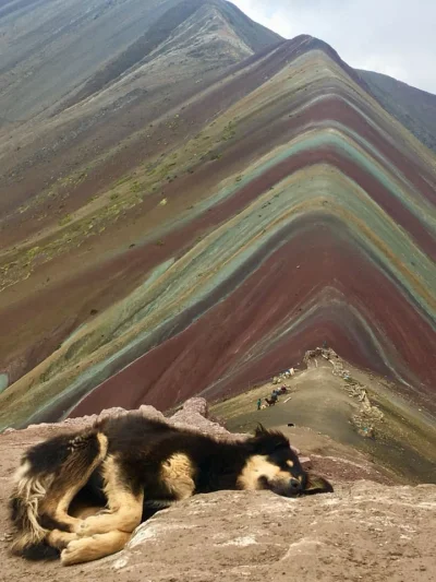 spookyscaryskeleton - Piesek ucinający drzemkę na Górze Siedmiu Kolorów w Peru na #dz...