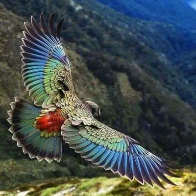 PalNick - Nestor kea - drapieżna papuga z Nowej Zelandii (｡◕‿‿◕｡)

#ciekawostki #fo...