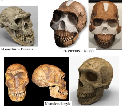 bioslawek - Pośród ludzi sklasyfikowanych, jako neandertalczycy isniało duże zróżnico...