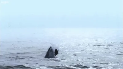 likk - Żarłacz biały poluje

#gif #zwierzeta #zwierzaczki #rekiny 

http://i.imgu...