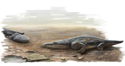 k.....v - Metoposaurus algarvensis
W Portugalii znaleziono skamieniałości nowego dra...