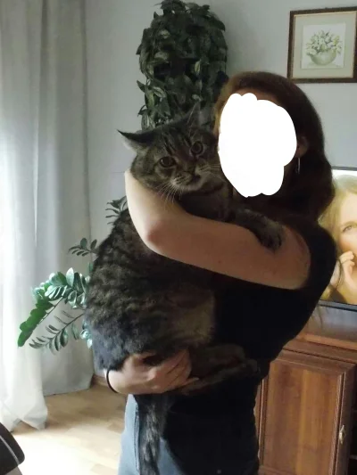 czarujacy_karmelek - Jestem dumną kocią mamą! Mruczyslaw, lat 14, 8kg czystego zła (ʘ...
