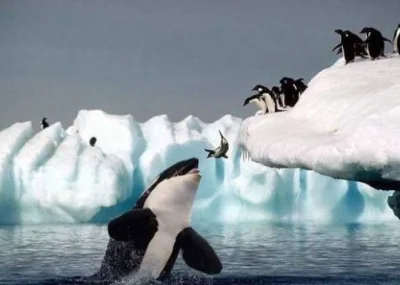 Czupakabra82 - Pan Pingwin ześlizgnął się z lodowej góry, a Pan Orka chciał zamortyzo...