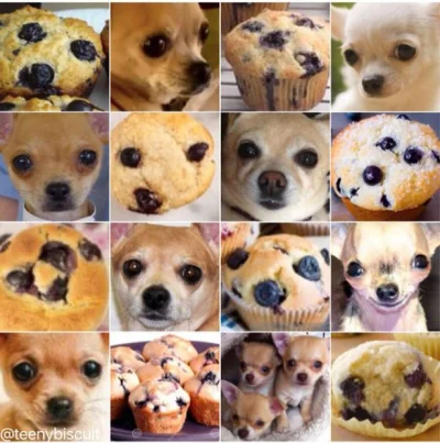 portorico - Chihuahua or Blueberry Muffin?
#heheszki #humorobrazkowy