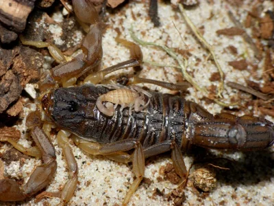 jaceks - Świeżo opisana Hottentotta ugandaensis_ ( ͡° ͜ʖ ͡°)



#skorpiony #terraryst...