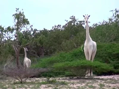l-da - białe żyrafy z Kenii
#żyrafy wchodzą do szafy
#ciekawostki #zwierzeta