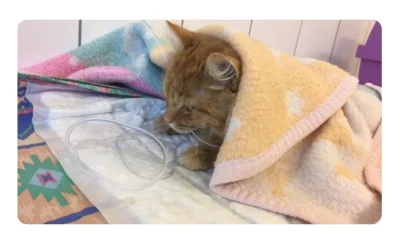 ratujemysaabine - #kot Fox walczy z rakiem, a to #kitku naszego kolegi, miłośnika mar...