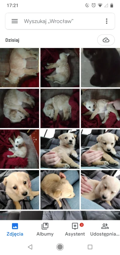 gfgfgfa - kiedy masz nowego zwierzaka od godziny XDDD
#najlepiej #pokazpsa #duzopsa