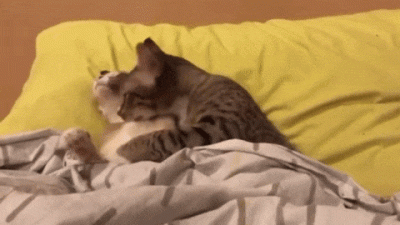 Brydzo - #koty #zwiazki #smiesznypiesek