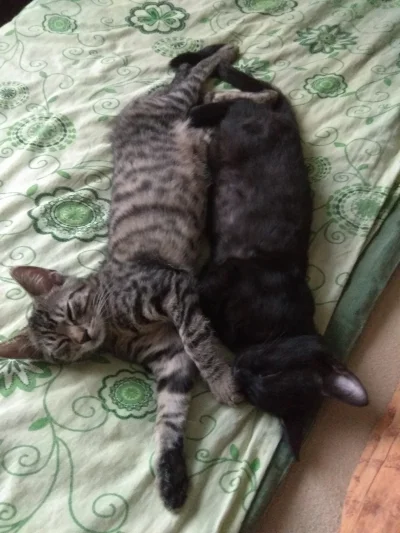 Seid - Podziwiajcie moje spuchlaki xD 
#koty #pokazkota