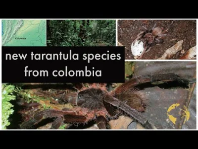 T.....i - Just a short video about a new tarantula species from Colombia - Proshapalo...