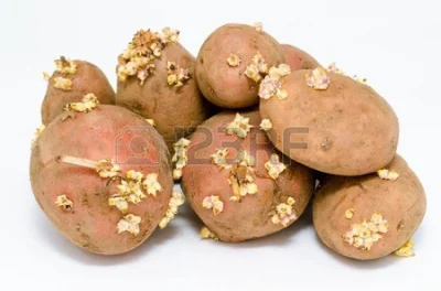 V.....3 - Kurde Mirki ;__;
Jak ja nie znoszę tych #!$%@? kiełków na ziemniakach!