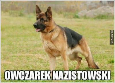JanParowka - nie ofczarek niemiecki tylko NAZISTOWSKI bo powstał w czasach nazismu ja...