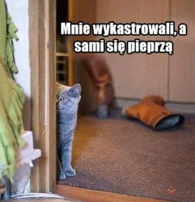 B.....7 - #heheszki #humorobrazkowy #koty #smiesznypiesek