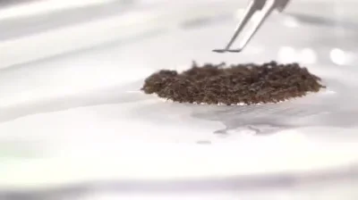 likk - niezatapialna tratwa mrówek