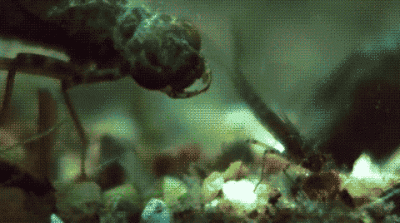 likk - atak nimfy ważki 



#gif #owady #wazka #slowmotion 



nimfa