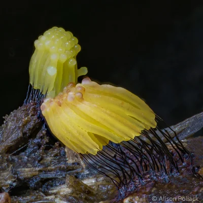 starnak - Stemonitis (Point Reyes)