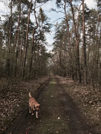 y_paul - Mireczki wyszedłem na spacer z psem aby trochę ochłonąć jednakże informujcie...