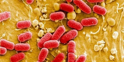 stanislaw-cybruch - #stan #nauka #zdrowie #bakteria Bakterie mikroflory jelit w zagro...