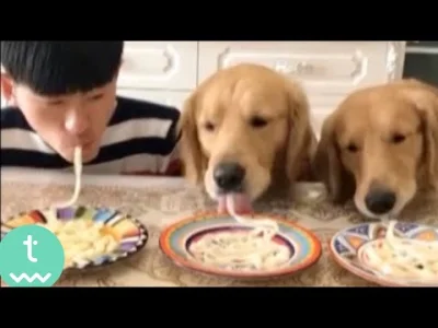 starnak - Dogs Defeats Owner in Noodle-Eating Competition