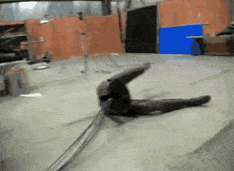 Dalamar - Kiedy zaczyna być za gorąco pod kordłą:

#heheszki #smiesznypiesek #gif #...