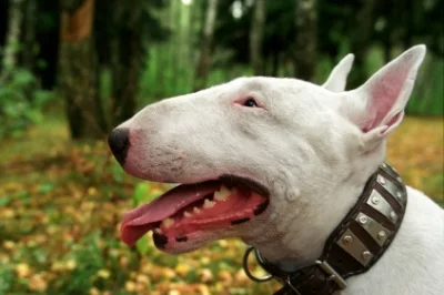 nietopies - Bull Terrier - dla Ciebie niepełnosprawny podpies z downem

SPOILER

...