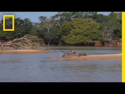 Grothar - @kuzieem: na brzegu to takimi przekąskami jak kajmany, jaguary częstują się...