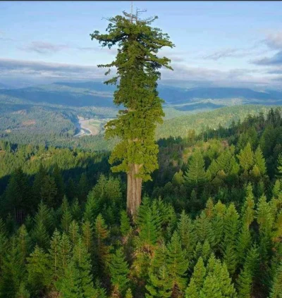 Pro-Xts - Hyperion – nazwa okazu sekwoi wieczniezielonej (Sequoia sempervirens), będą...