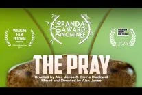 WuDwaKa - Piękny i efektowny krótki film przyrodniczy o modliszce polującej na muchę
...