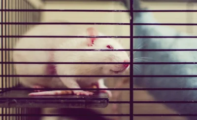 L.....o - #pokazszczura #szczur A oto albinoska o imieniu Mysz :D Adoptowana (ktoś po...