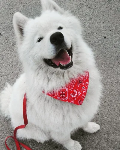 T....._ - Zwykły spacer (ʘ‿ʘ)

#pokazpsa #smiesznypiesek #samoyed