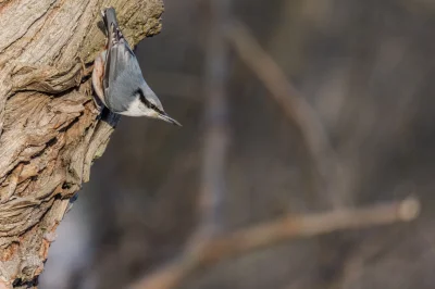 trzeci - Kolejny kowalik w typowej dla siebie pozie :)
---
1/640 s f/6,3 600 mm, IS...