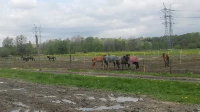 Hugenot111 - Zaczyna się robić pogoda to z pobliskich ambon @dorotka-wu pewnie niedłu...