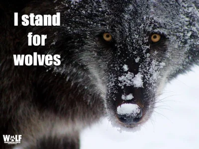 Warwick - Czy ludzie powinni obawiać się wilków? (wywiad z Doug Smithem cz. 3)

Lud...