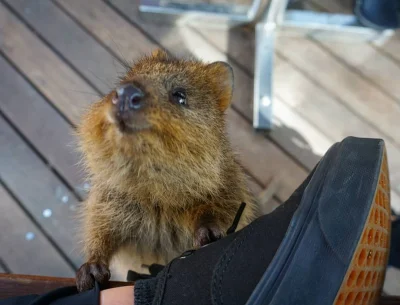 mfek00 - M-masz człowiek liścieja? 
#quokka #quokkanadzis #zwierzaczki