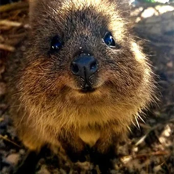 mfek00 - ʕ•ᴥ•ʔ
#quokka #quokkanadzis #zwierzaczki