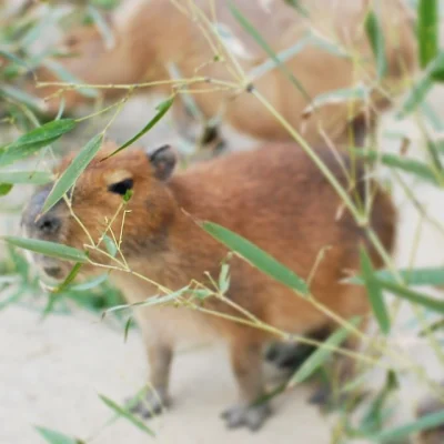 leworwel - #zwierzaczki #smiesznypiesek #kapibara #kapibaranadzis