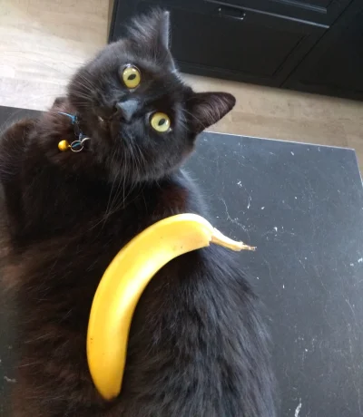 rdsx - Przedstawiam #kot z bananem na kocie 
Roman dzisiaj polował na #brubel więc do...