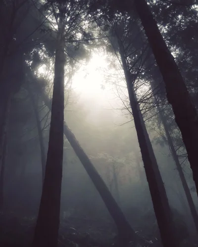 itmightgetloud - Idąc do lasu w #japonia zawsze odczuwam dziwny dyskomfort ( ͡° ʖ̯ ͡°...