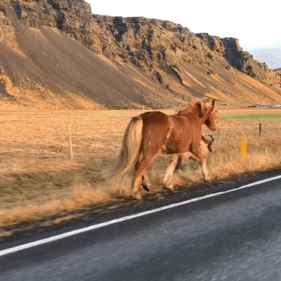 m.....o - Taka akcja na głównej drodze w #islandia #konie #podroze #podrozujzwykopem