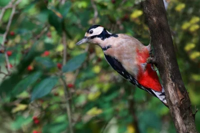 angelosodano - Dzięcioł duży (Dendrocopos major)_
#vaticanouccello #ptaki #gruparato...