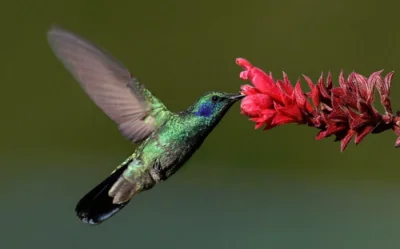Lifelike - Mity ozonowe [ #klimatologia ]

Jak kolibry odzyskały utracone przez ptaki...