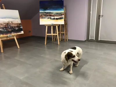patusia - Idę z psem na wystawę do galerii sztuki nowoczesnej. 
- Tu nie wolno z psa...